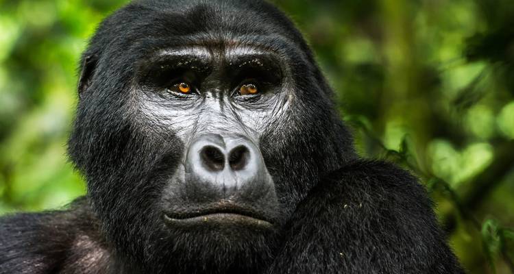 Excursiones de 4 Días para ver gorilas en Uganda, con salida y llegada a Ruanda. - Egypt Skyway Tours 2