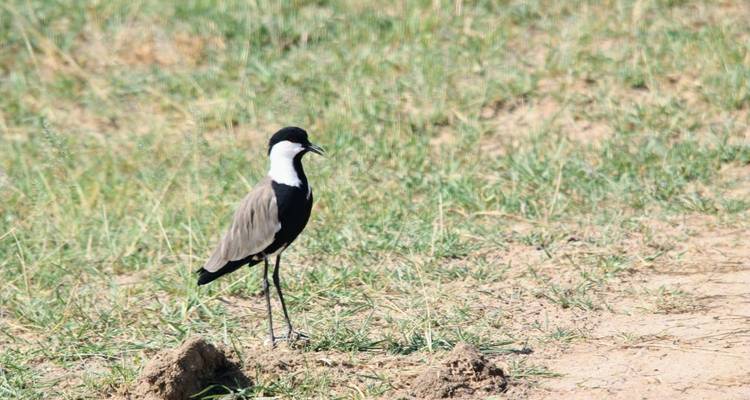 Excursiones de 4 Días para ver gorilas en Uganda, con salida y llegada a Ruanda. - Egypt Skyway Tours 3