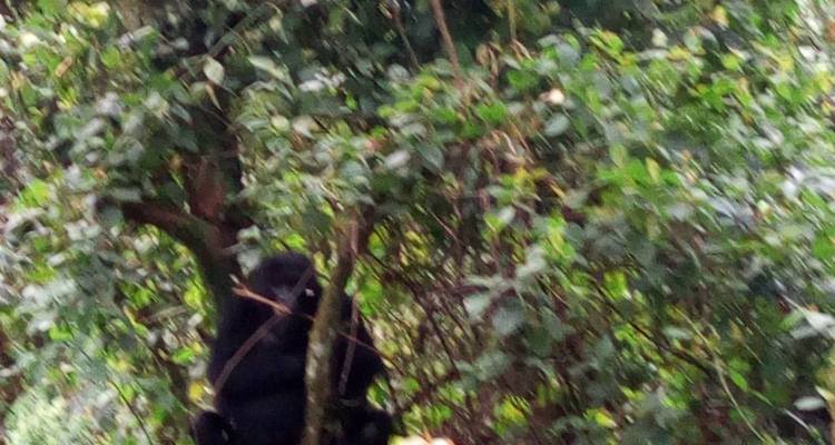 Excursiones de 4 Días para ver gorilas en Uganda, con salida y llegada a Ruanda. - Egypt Skyway Tours 6