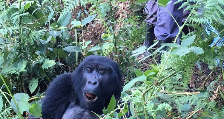 Excursiones de 4 Días para ver gorilas en Uganda, con salida y llegada a Ruanda. - Egypt Skyway Tours 7