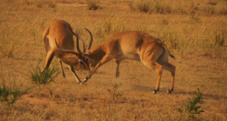 Excursiones de 4 Días para ver gorilas en Uganda, con salida y llegada a Ruanda. - Egypt Skyway Tours 9