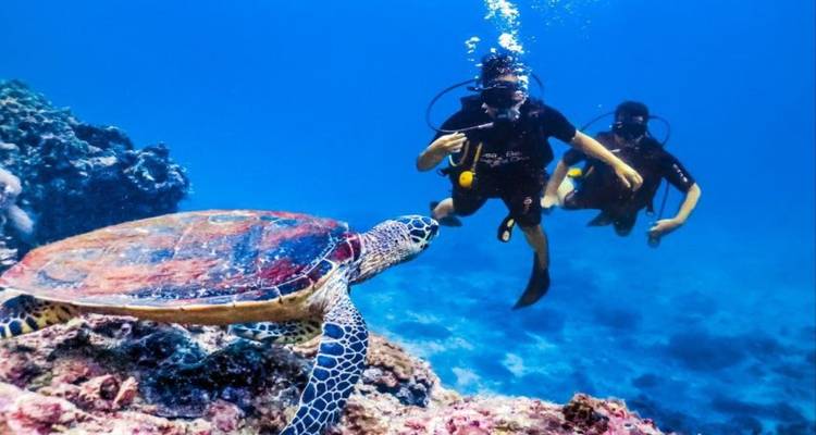 Unterwasserszene mit Tauchern und einer Schildkröte, die in der Nähe von Korallen schwimmt.