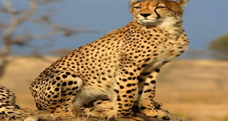 Guépard assis sur un rocher avec un ciel bleu dégagé.