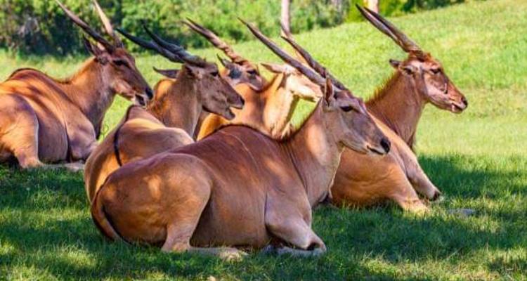 Groupe d'antilopes couchées sur l'herbe.