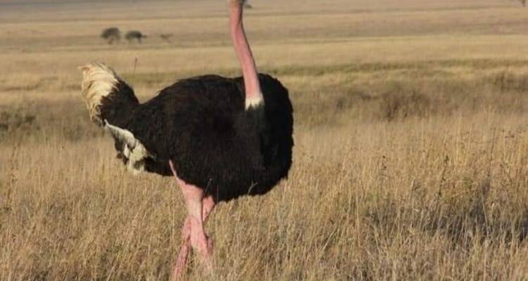 Safari combiné de 15 jours au Kenya et en Tanzanie - Spider Tours and Safaris 8