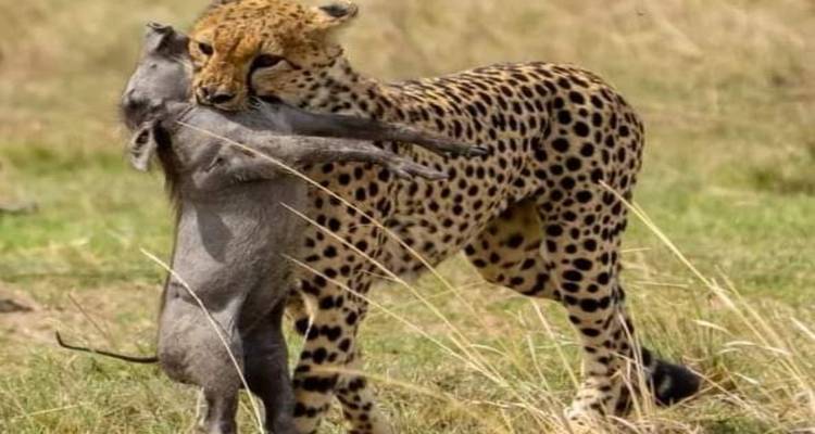 Safari combiné de 15 jours au Kenya et en Tanzanie - Spider Tours and Safaris 9