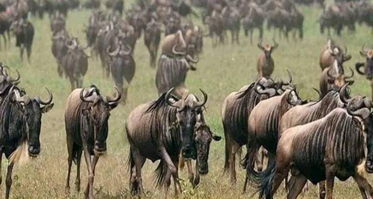 Safari combiné de 15 jours au Kenya et en Tanzanie - Spider Tours and Safaris 10