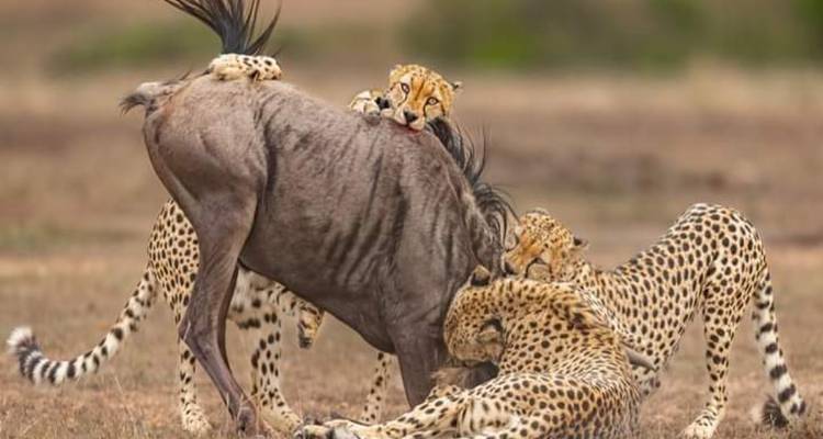 5 días en la naturaleza de Tanzania, circuito del café y Tribus culturales Auténticas - Click Expeditions 4