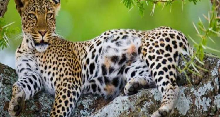 5 días en la naturaleza de Tanzania, circuito del café y Tribus culturales Auténticas - Click Expeditions 9