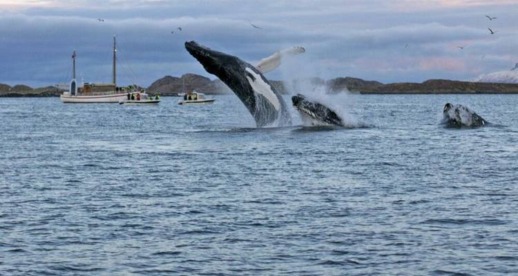 Orques et baleines à bosse sous les aurores boréales - DIAMIR Erlebnisreisen 6