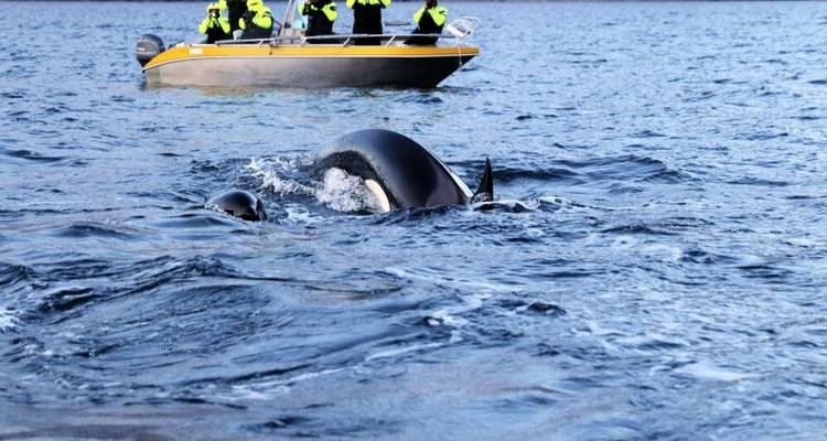 Orques et baleines à bosse sous les aurores boréales - DIAMIR Erlebnisreisen 10