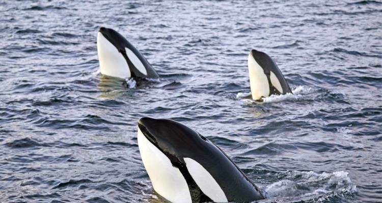 Orcas emergiendo en el océano.