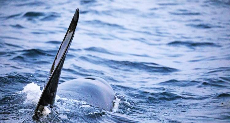Aleta de una orca emergiendo del mar.