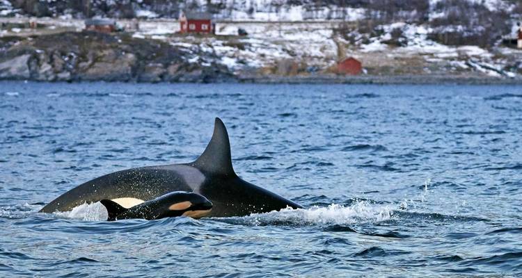 Orca nadando en el océano con vista costera.