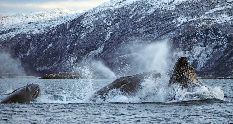 Ballenas emergiendo cerca de una montaña cubierta de nieve.