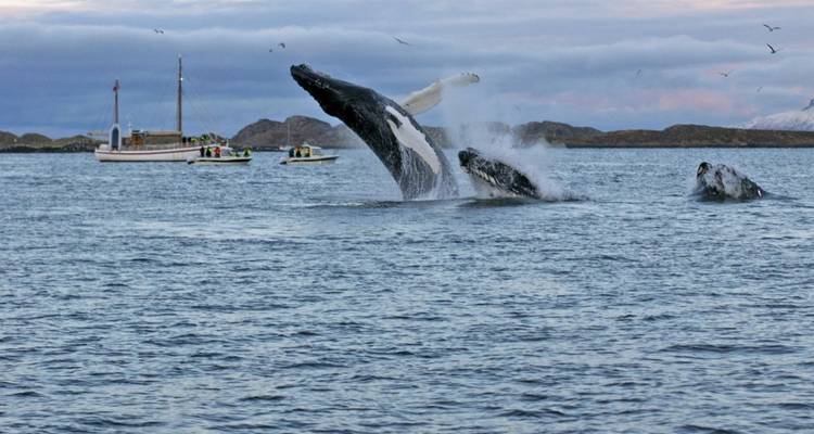 Ballenas jorobadas saltando cerca de los barcos.