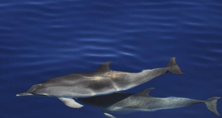 The Dream of the Blue Whale - DIAMIR Erlebnisreisen 5