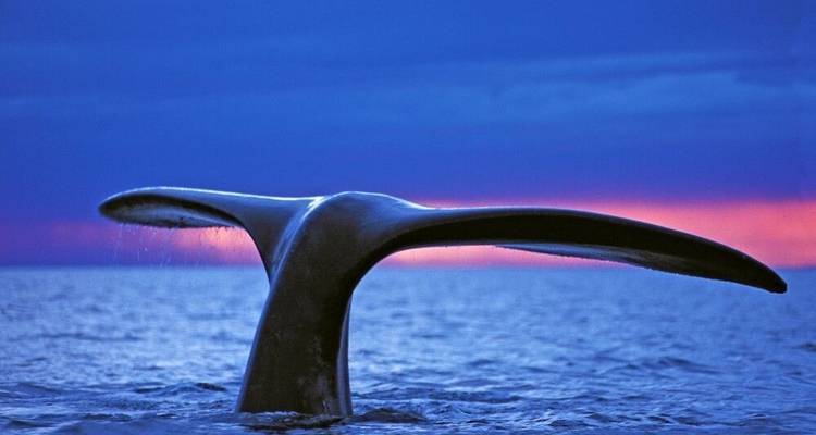The Dream of the Blue Whale - DIAMIR Erlebnisreisen 2