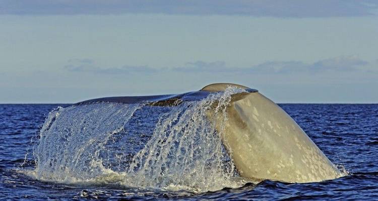 The Dream of the Blue Whale - DIAMIR Erlebnisreisen 7