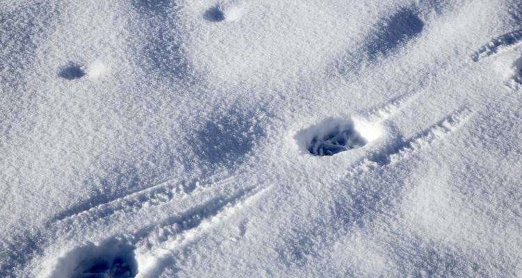 Animal tracks in the snow.