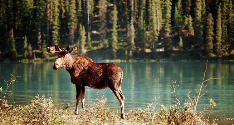 Discover the West - With Inside Passage - DIAMIR Erlebnisreisen 8