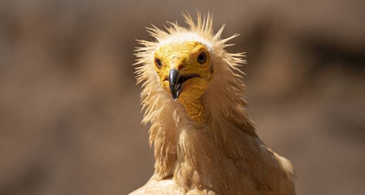 Primer plano de un buitre con plumas erizadas.