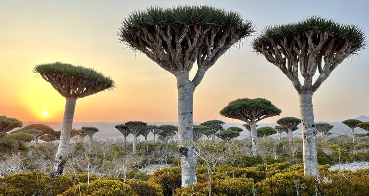 Árboles de sangre de dragón al atardecer en un paisaje único.