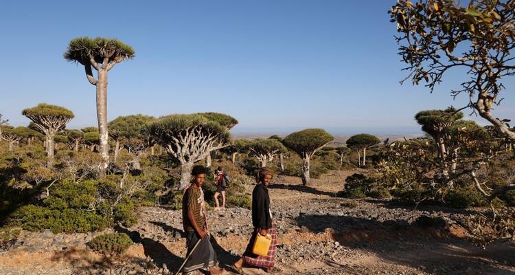 Personas caminando por un paisaje con árboles de sangre de dragón.