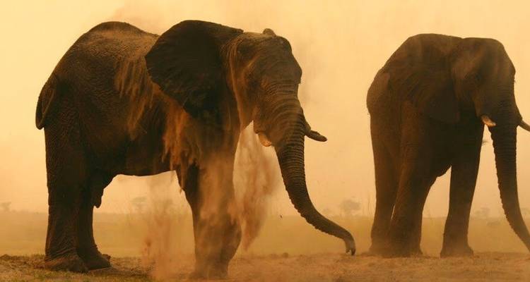 Leones del Kalahari, springboks y antílopes lechwe - DIAMIR Erlebnisreisen 5