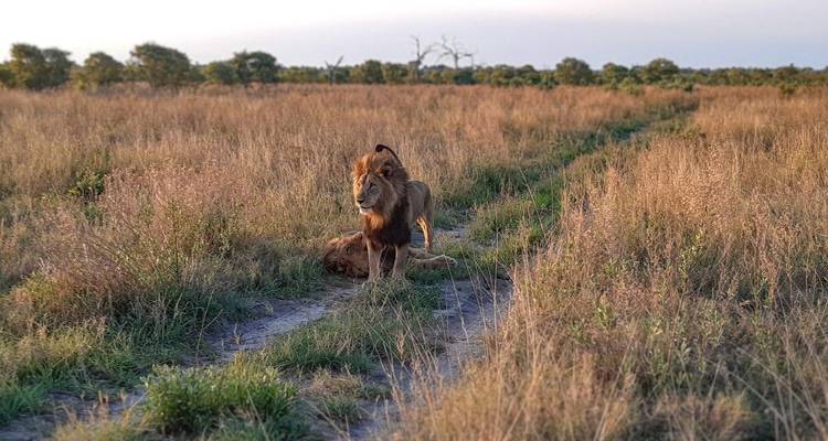 Leones del Kalahari, springboks y antílopes lechwe - DIAMIR Erlebnisreisen 6