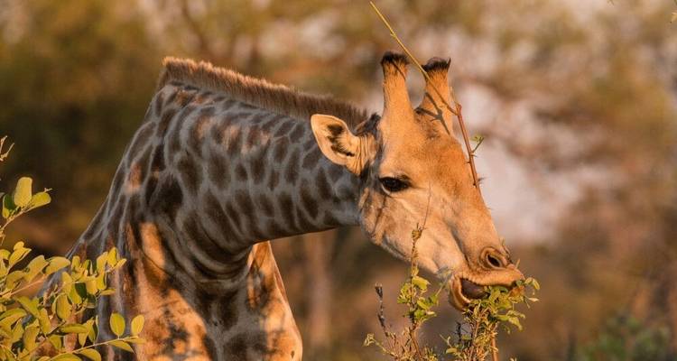 Leones del Kalahari, springboks y antílopes lechwe - DIAMIR Erlebnisreisen 7