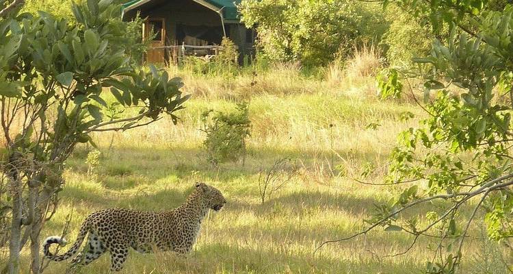 Leones del Kalahari, springboks y antílopes lechwe - DIAMIR Erlebnisreisen 9