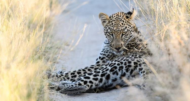 Leopard lying on a sandy path in tall grass.