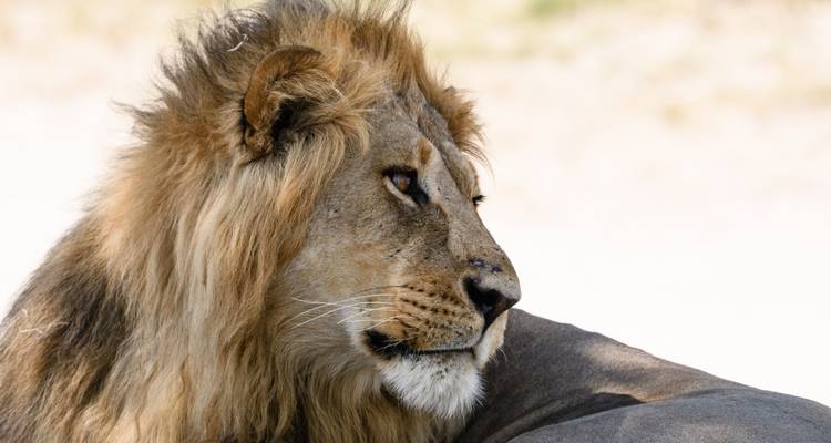 Close-up of a lion's face looking to the side.