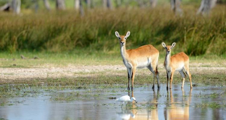 Two antelopes standing in water with a bird.