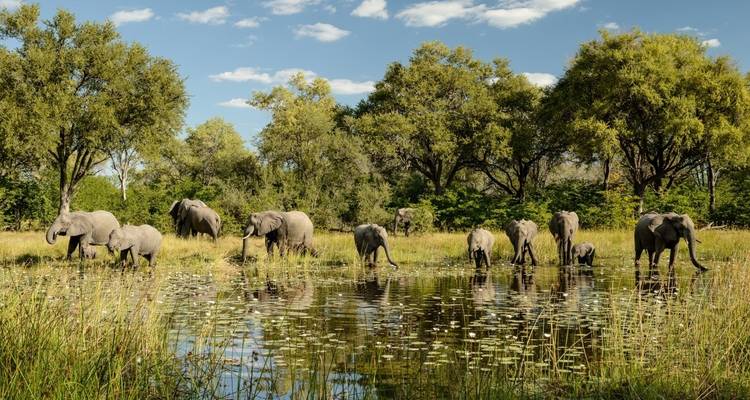 Herd of elephants on a riverbank with reflections.