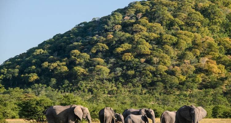 Elephants walking in front of a tree-covered hill.