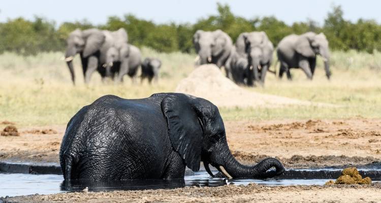 Elephants in a waterhole with others in the distance.