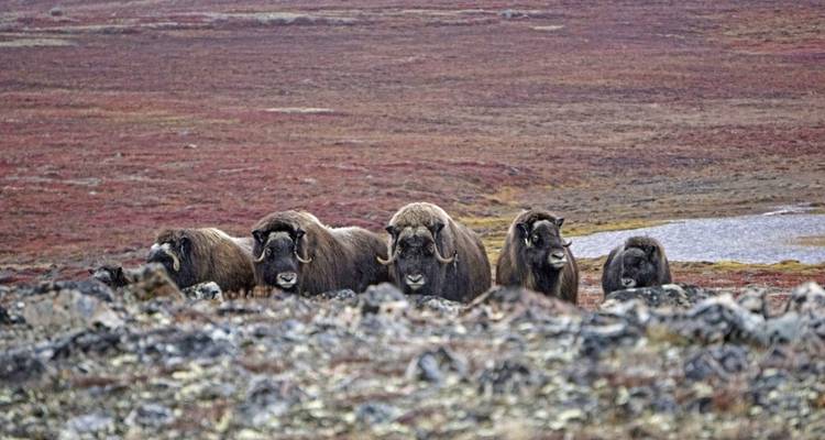 Intensivo de fotografía de buey almizclero con Michael Lohmann - DIAMIR Erlebnisreisen 9