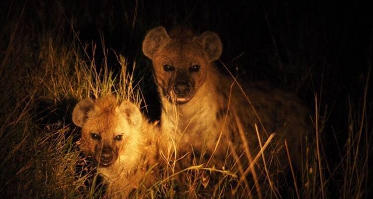 The Savannah - DIAMIR Erlebnisreisen 1