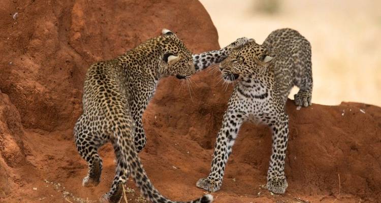 The Savannah - DIAMIR Erlebnisreisen 2