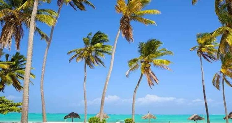 Helder zandstrand met hoge palmbomen onder een heldere blauwe hemel.