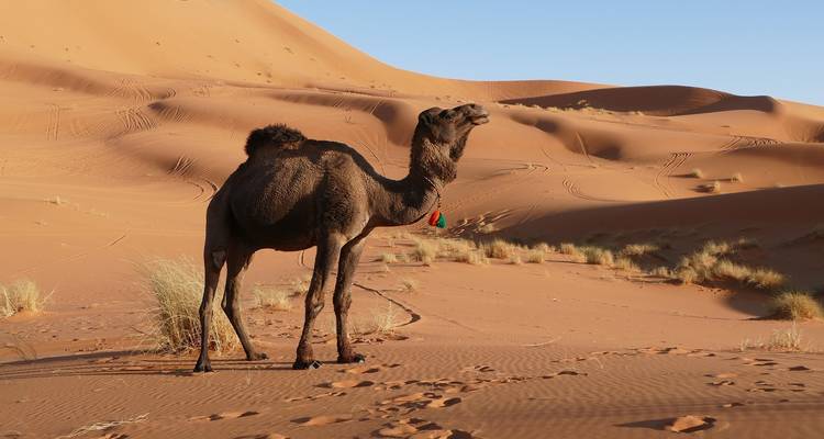 Luxury Desert Tour From Marrakech To Desert 3Days - Private Desert Tours 8