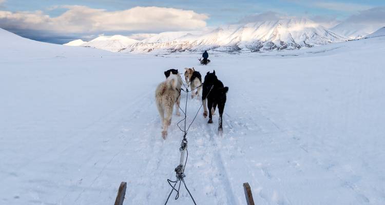 Chiens tirant un traîneau à travers une vaste étendue enneigée vers des montagnes lointaines.