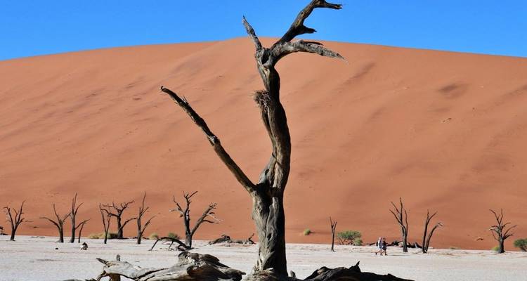 Safari-reis naar Etosha, Skeleton Coast & Sossusvlei – kamperen & accommodaties – 9 dagen - Chameleon Safaris Namibia 10