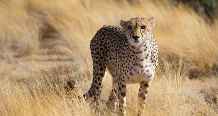 Safari-reis naar Etosha, Skeleton Coast & Sossusvlei – kamperen & accommodaties – 9 dagen - Chameleon Safaris Namibia 6