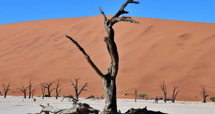 Safari-reis naar Etosha, Skeleton Coast & Sossusvlei – kamperen & accommodaties – 9 dagen - Chameleon Safaris Namibia 3