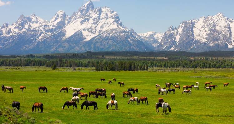 Chevaux broutant dans un pré avec de majestueuses montagnes enneigées en arrière-plan.