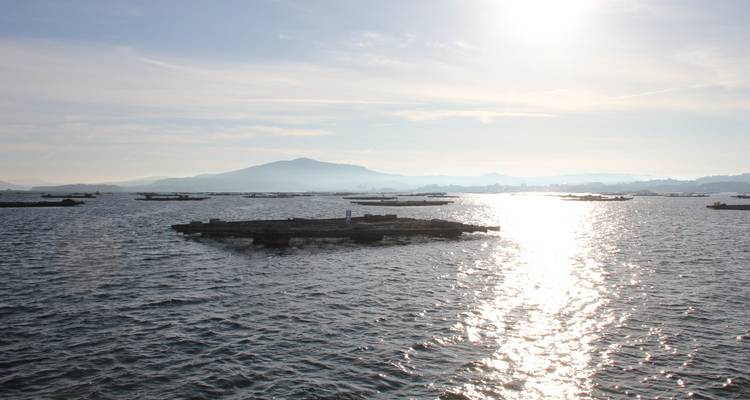 Agua brillante e iluminada por el sol con numerosas plataformas flotantes de mejillones cerca de colinas distantes.