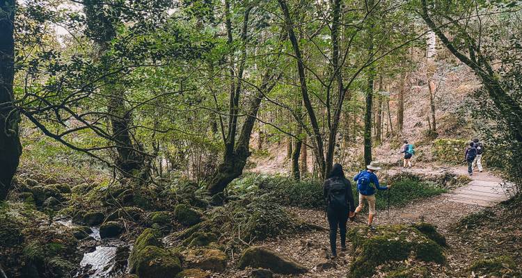 Plusieurs randonneurs avec des sacs à dos cheminent le long d'un sentier forestier feuillu bordé de rochers couverts de mousse et d'un petit ruisseau.